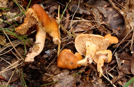 Rötlicher Stoppelpilz (Hydnum rufescens) - © Michaela und Gernot Friebes